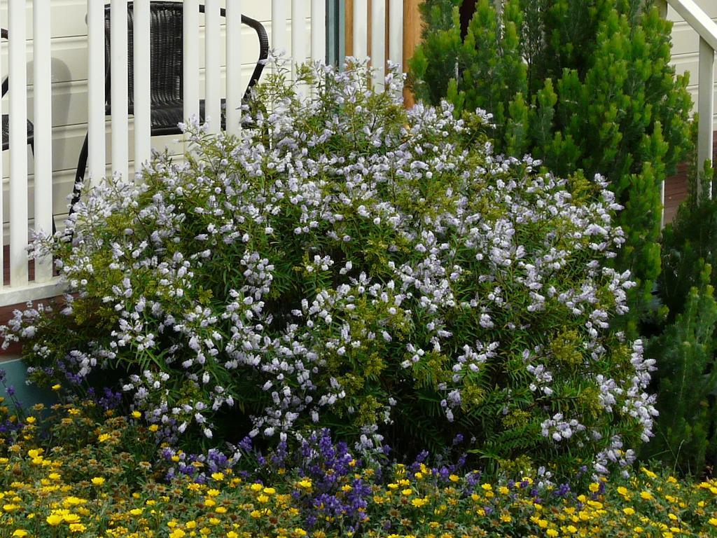 Avoca Cottages Victoria Экстерьер фото